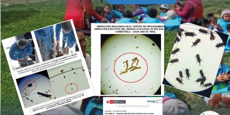 𝗔𝗟𝗘𝗥𝗧𝗔 𝗦𝗔𝗡𝗜𝗧𝗔𝗥𝗜𝗔: 𝗗𝗘𝗧𝗘𝗖𝗧𝗔𝗡 𝗔𝗟𝗜𝗠𝗘𝗡𝗧𝗢𝗦 𝗖𝗢𝗡𝗧𝗔𝗠𝗜𝗡𝗔𝗗𝗢𝗦 𝗗𝗘𝗦𝗧𝗜𝗡𝗔𝗗𝗢𝗦 𝗔 𝗡𝗜𝗡̃𝗢𝗦 𝗗𝗘 𝗖𝗨𝗡𝗔 𝗠𝗔́𝗦